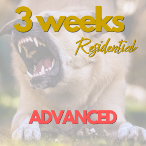 Advanced Behaviour - 3 weeks Programme