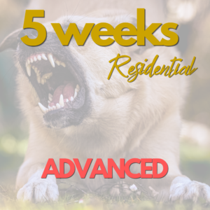 Advanced Behaviour - 5 weeks Programme