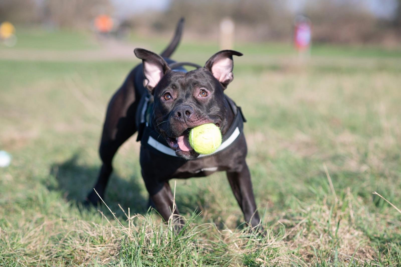 How Much Exercise Does Your Dog Really Need? A Guide by Maiak9